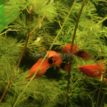 Load image into Gallery viewer, Mickey Mouse Platy 6 Pack-Live Animals-Glass Grown Aquatics-School of 6-Glass Grown Aquatics-Aquarium live fish plants, decor