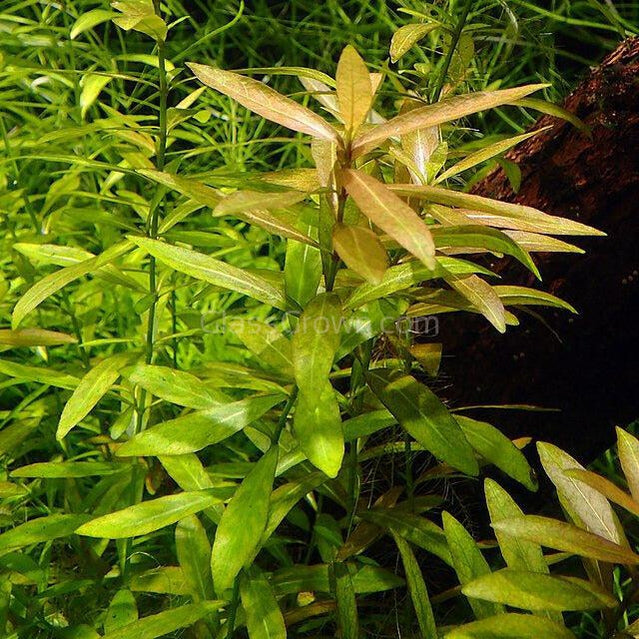 Bunch Ammania Gracilis-Aquatic Plants-Glass Grown Aquatics-Glass Grown Aquatics-Aquarium live fish plants, decor