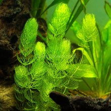 Load image into Gallery viewer, Grower's Choice Low Light Plants (6 Bunches)-Aquatic Plants-Glass Grown Aquatics-Glass Grown Aquatics-Aquarium live fish plants, decor