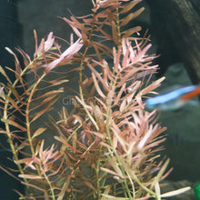 Load image into Gallery viewer, Grower's Choice High Light Plants (6 Bunches)-Aquatic Plants-Glass Grown Aquatics-Glass Grown Aquatics-Aquarium live fish plants, decor