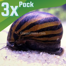 Load image into Gallery viewer, Zebra Nerite Snails 3 Pack NYE-Live Animals-Glass Grown-1 Snail-Glass Grown Aquatics-Aquarium live fish plants, decor