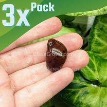 Load image into Gallery viewer, Red Spotted Nerite Snails 3 pack-Live Animals-Glass Grown-Pack of 3 Snails-Glass Grown Aquatics-Aquarium live fish plants, decor