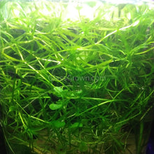 Load image into Gallery viewer, Grower's Choice Low Light Plants (6 Bunches)-Aquatic Plants-Glass Grown Aquatics-Glass Grown Aquatics-Aquarium live fish plants, decor