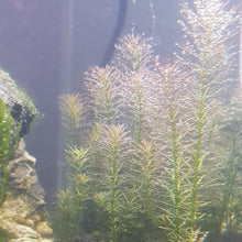 Load image into Gallery viewer, Grower's Choice High Light Plants (6 Bunches)-Aquatic Plants-Glass Grown Aquatics-Glass Grown Aquatics-Aquarium live fish plants, decor