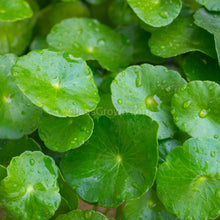 Load image into Gallery viewer, Grower's Choice Low Light Plants (6 Bunches)-Aquatic Plants-Glass Grown Aquatics-Glass Grown Aquatics-Aquarium live fish plants, decor