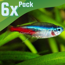 Load image into Gallery viewer, Neon Tetras 6 Pack-Live Animals-Glass Grown-School of 6-Glass Grown Aquatics-Aquarium live fish plants, decor