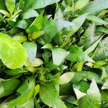 Load image into Gallery viewer, Grower's Choice Low Light Plants (6 Bunches)-Aquatic Plants-Glass Grown Aquatics-Glass Grown Aquatics-Aquarium live fish plants, decor