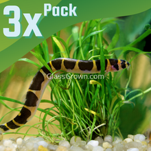 Load image into Gallery viewer, Kuhli Loach 3 Pack-Live Animals-Glass Grown Aquatics-School of 3-Glass Grown Aquatics-Aquarium live fish plants, decor