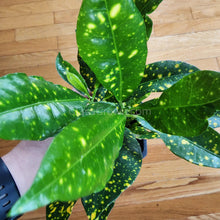 Load image into Gallery viewer, Croton 'Gold Dust' 3" Pot-Indoor & Outdoor Plants-Glass Grown Aquatics-Glass Grown Aquatics-Aquarium live fish plants, decor