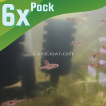 Load image into Gallery viewer, Spotted Rasboras 6 Pack-Live Animals-Glass Grown Aquatics-School of 6-Glass Grown Aquatics-Aquarium live fish plants, decor