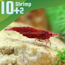 Load image into Gallery viewer, Red Cherry Dwarf Shrimp 10+ Pack-Live Animals-Glass Grown-10x-Glass Grown Aquatics-Aquarium live fish plants, decor