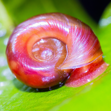 Load image into Gallery viewer, Red Ramshorn 10+ Snails-Live Animals-Glass Grown-Glass Grown Aquatics-Aquarium live fish plants, decor