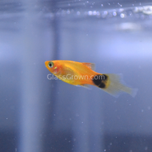 Load image into Gallery viewer, Mickey Mouse Platy 6 Pack-Live Animals-Glass Grown Aquatics-School of 6-Glass Grown Aquatics-Aquarium live fish plants, decor