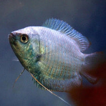 Load image into Gallery viewer, Dwarf Gourami (Colisa Lalia)-Live Animals-Glass Grown Aquatics-Single-Glass Grown Aquatics-Aquarium live fish plants, decor