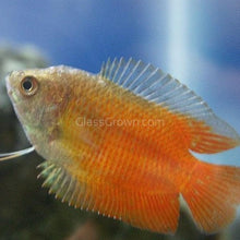 Load image into Gallery viewer, Dwarf Gourami (Colisa Lalia)-Live Animals-Glass Grown Aquatics-Single-Glass Grown Aquatics-Aquarium live fish plants, decor