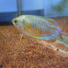 Load image into Gallery viewer, Dwarf Gourami (Colisa Lalia)-Live Animals-Glass Grown Aquatics-Single-Glass Grown Aquatics-Aquarium live fish plants, decor