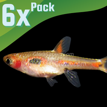Load image into Gallery viewer, Phoenix Rasboras 6 Pack-Live Animals-Glass Grown-School of 6-Glass Grown Aquatics-Aquarium live fish plants, decor