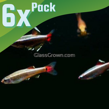 Load image into Gallery viewer, White Cloud Mountain Minnows 6 Pack-Live Animals-Glass Grown-6x-Glass Grown Aquatics-Aquarium live fish plants, decor