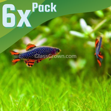 Load image into Gallery viewer, Celestial Pearl Danios (Galaxy Rasboras) 6 Pack-Live Animals-Glass Grown-School of 6-Glass Grown Aquatics-Aquarium live fish plants, decor