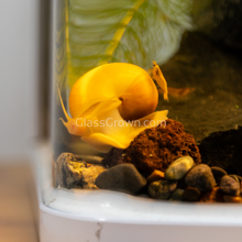 Load image into Gallery viewer, Golden Mystery Snail-Live Animals-Glass Grown-Single Snail-Glass Grown Aquatics-Aquarium live fish plants, decor