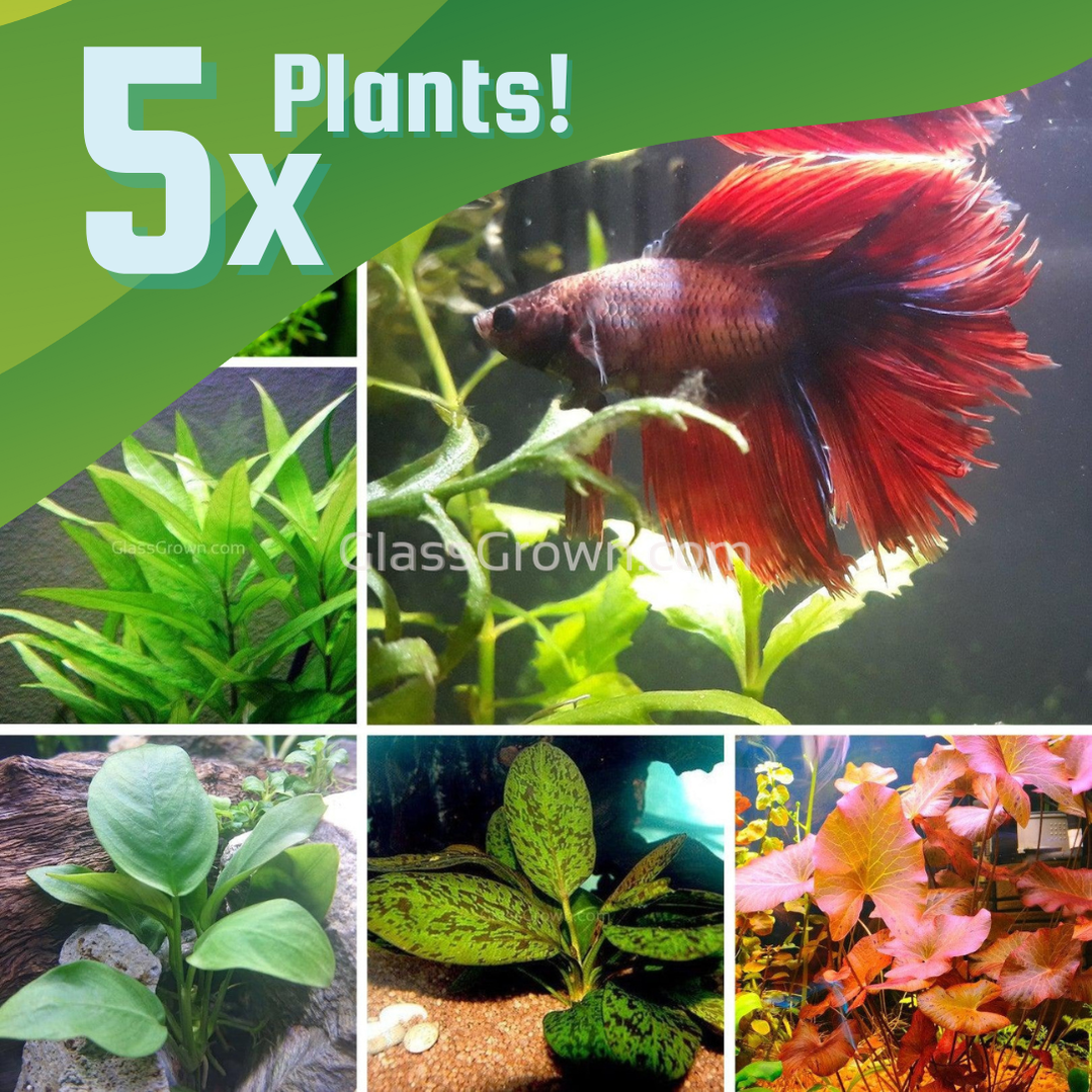 Plants for betta fish clearance