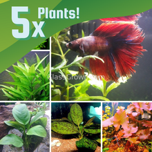 Load image into Gallery viewer, Betta Fish Low Light Plant Bundle (5 Plants)-Aquatic Plants-Glass Grown Aquatics-Glass Grown Aquatics-Aquarium live fish plants, decor