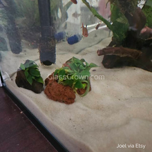 Load image into Gallery viewer, Lava Rock Anubias Nana Petite-Aquatic Plants-Glass Grown-Glass Grown Aquatics-Aquarium live fish plants, decor