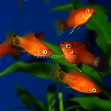 Load image into Gallery viewer, Mickey Mouse Platy 6 Pack-Live Animals-Glass Grown Aquatics-School of 6-Glass Grown Aquatics-Aquarium live fish plants, decor