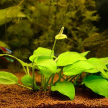 Load image into Gallery viewer, Grower's Choice Anubias (3 Plants)-Aquatic Plants-Glass Grown Aquatics-Glass Grown Aquatics-Aquarium live fish plants, decor