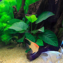 Load image into Gallery viewer, Grower's Choice Anubias (3 Plants)-Aquatic Plants-Glass Grown Aquatics-Glass Grown Aquatics-Aquarium live fish plants, decor