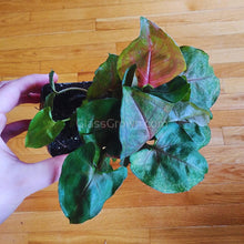 Load image into Gallery viewer, Assorted Arrowhead 2" (3 Pots)-Indoor & Outdoor Plants-Glass Grown-Single 2" Pot-Glass Grown Aquatics-Aquarium live fish plants, decor