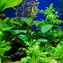 Load image into Gallery viewer, Grower's Choice Anubias (3 Plants)-Aquatic Plants-Glass Grown Aquatics-Glass Grown Aquatics-Aquarium live fish plants, decor