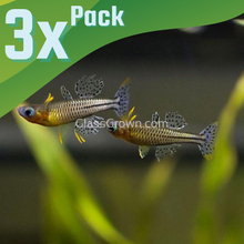 Load image into Gallery viewer, Gertrude's Blue Eye Rainbowfish 6 pack-Live Animals-Glass Grown Aquatics-School of 6-Glass Grown Aquatics-Aquarium live fish plants, decor
