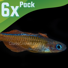 Load image into Gallery viewer, Red Neon Blue Eye Rainbowfish 6 Pack-Live Animals-Glass Grown Aquatics-School of 6-Glass Grown Aquatics-Aquarium live fish plants, decor