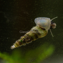 Load image into Gallery viewer, Malaysian Trumpet 20+ Snails-Live Animals-Glass Grown-Glass Grown Aquatics-Aquarium live fish plants, decor

