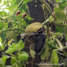 Load image into Gallery viewer, Potted Water Wisteria (Hygrophila Difformis)-Aquatic Plants-Glass Grown-Glass Grown Aquatics-Aquarium live fish plants, decor