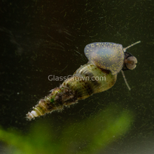 Load image into Gallery viewer, Malaysian Trumpet 10+ Snails-Live Animals-Glass Grown-Glass Grown Aquatics-Aquarium live fish plants, decor