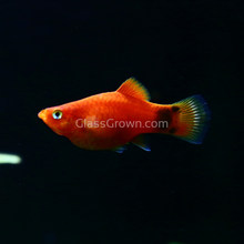 Load image into Gallery viewer, Mickey Mouse Platy 6 Pack-Live Animals-Glass Grown Aquatics-School of 6-Glass Grown Aquatics-Aquarium live fish plants, decor