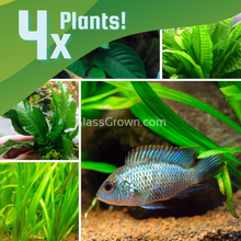 Load image into Gallery viewer, Cichlid Plant Bundle (4 Plants)-Aquatic Plants-Glass Grown Aquatics-Glass Grown Aquatics-Aquarium live fish plants, decor