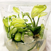 Load image into Gallery viewer, Tissue Culture Anubias Pinto-Aquatic Plants-Glass Grown-Glass Grown Aquatics-Aquarium live fish plants, decor