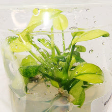 Load image into Gallery viewer, Tissue Culture Anubias Pinto-Aquatic Plants-Glass Grown-Glass Grown Aquatics-Aquarium live fish plants, decor