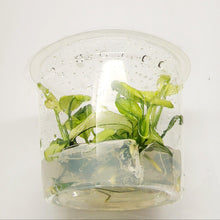 Load image into Gallery viewer, Tissue Culture Anubias Pinto-Aquatic Plants-Glass Grown-Glass Grown Aquatics-Aquarium live fish plants, decor