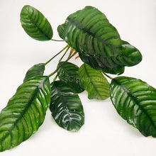 Load image into Gallery viewer, Anubias Coffeefolia Mother-Aquatic Plants-Glass Grown-Glass Grown Aquatics-Aquarium live fish plants, decor