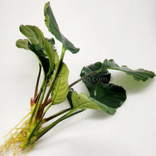 Load image into Gallery viewer, Anubias Coffeefolia Mother-Aquatic Plants-Glass Grown-Glass Grown Aquatics-Aquarium live fish plants, decor