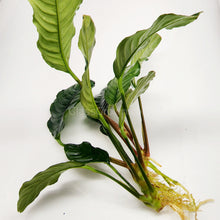 Load image into Gallery viewer, Anubias Coffeefolia Mother-Aquatic Plants-Glass Grown-Glass Grown Aquatics-Aquarium live fish plants, decor