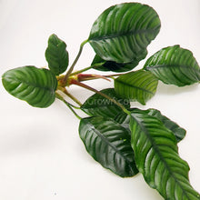 Load image into Gallery viewer, Anubias Coffeefolia Mother-Aquatic Plants-Glass Grown-Glass Grown Aquatics-Aquarium live fish plants, decor