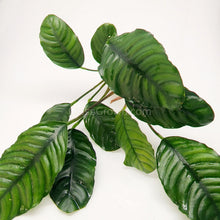 Load image into Gallery viewer, Anubias Coffeefolia Mother-Aquatic Plants-Glass Grown-Glass Grown Aquatics-Aquarium live fish plants, decor