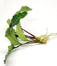 Load image into Gallery viewer, Anubias Coffeefolia-Aquatic Plants-Glass Grown-Glass Grown Aquatics-Aquarium live fish plants, decor