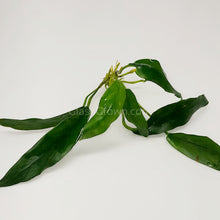 Load image into Gallery viewer, Anubias Lanceolata-Aquatic Plants-Glass Grown-Glass Grown Aquatics-Aquarium live fish plants, decor