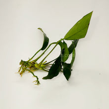 Load image into Gallery viewer, Anubias Lanceolata-Aquatic Plants-Glass Grown-Glass Grown Aquatics-Aquarium live fish plants, decor